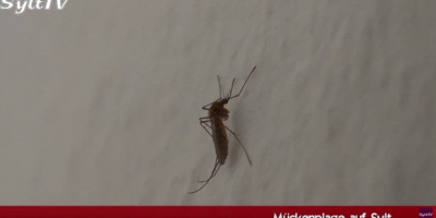Mücken plagen Insulaner und Urlauber auf Sylt