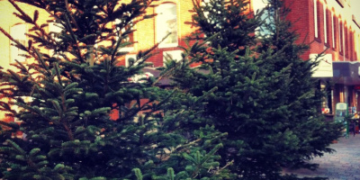Gemeinde Sylt nennt Abholtermin für Weihnachtsbäume