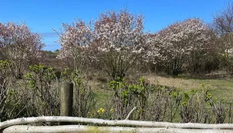 Pollenflug Sylt - Aktuelle Pollenbelastung bei Heuschnupfen