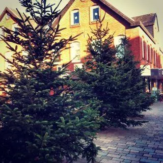 Auf Sylt werden die Weihnachtsbäume eingesammelt