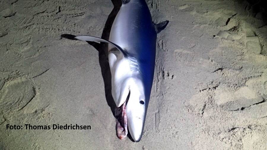 Ein toter Blauhai wurde gestern auf Sylt am Strand angespült
