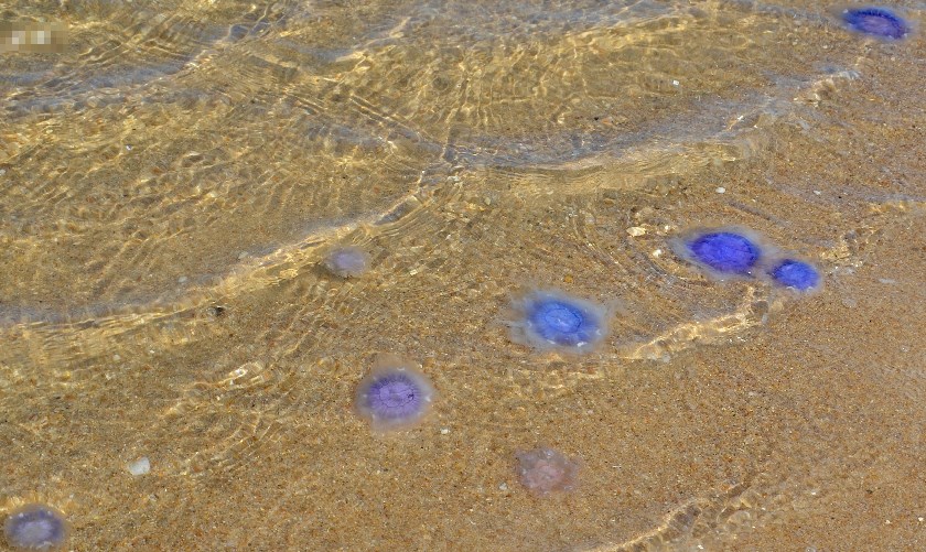 Nesselquallen am Strand auf Sylt