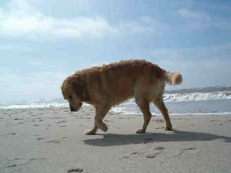 Hunde lieben den Strand auf Sylt