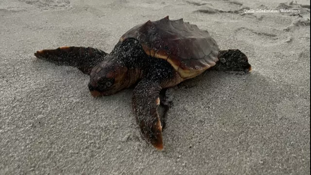 Die auf Sylt gestrandete Meeresschildkröte kehrte in den Atlantik zurück