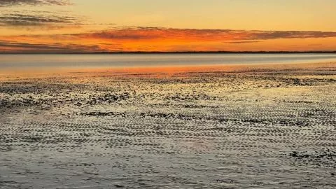 Was gibt es im Wattenmeer vor Sylt zu entdecken?