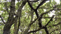 Waldbaden – Shinrin Yoku im Naturpfad Vogelkoje Kampen